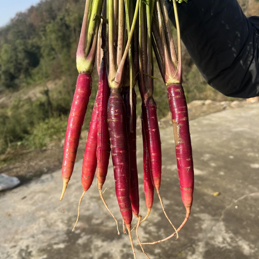 四川老品种小胡萝卜水果胡萝卜