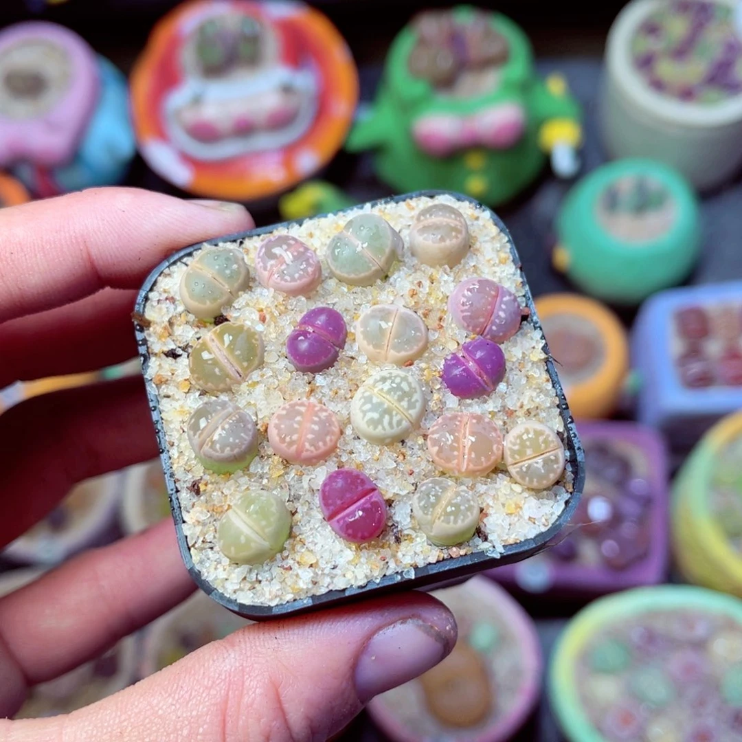 185生石花带盆发