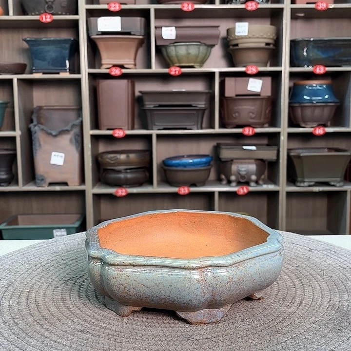 紫砂花盆紫砂的花也太漂亮