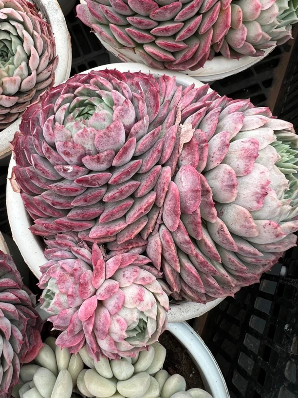 仙桃多肉植物新手好养办公室阳台庭院盆栽