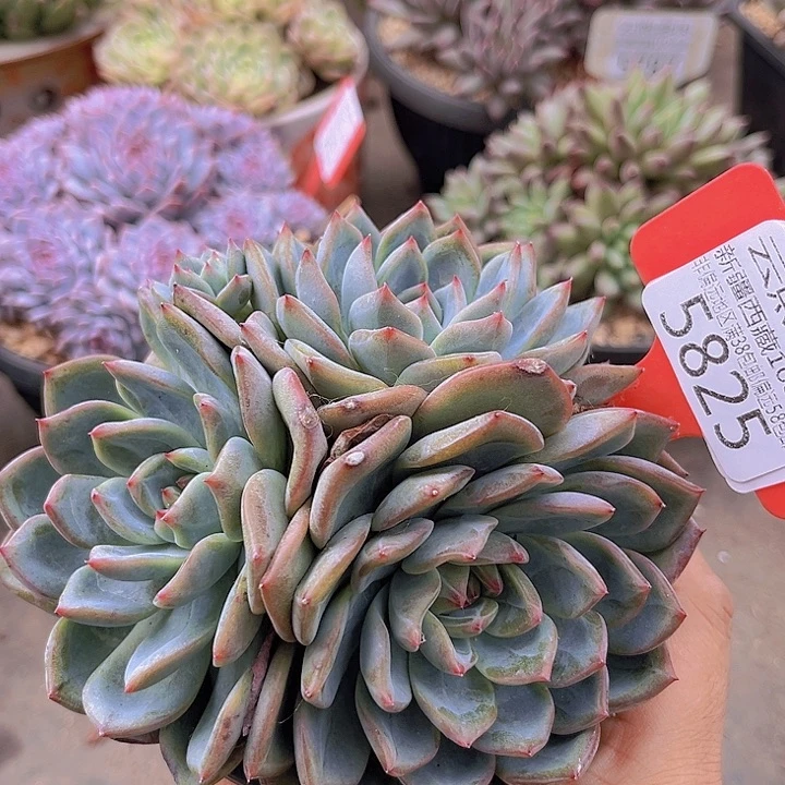 5825红鸾。