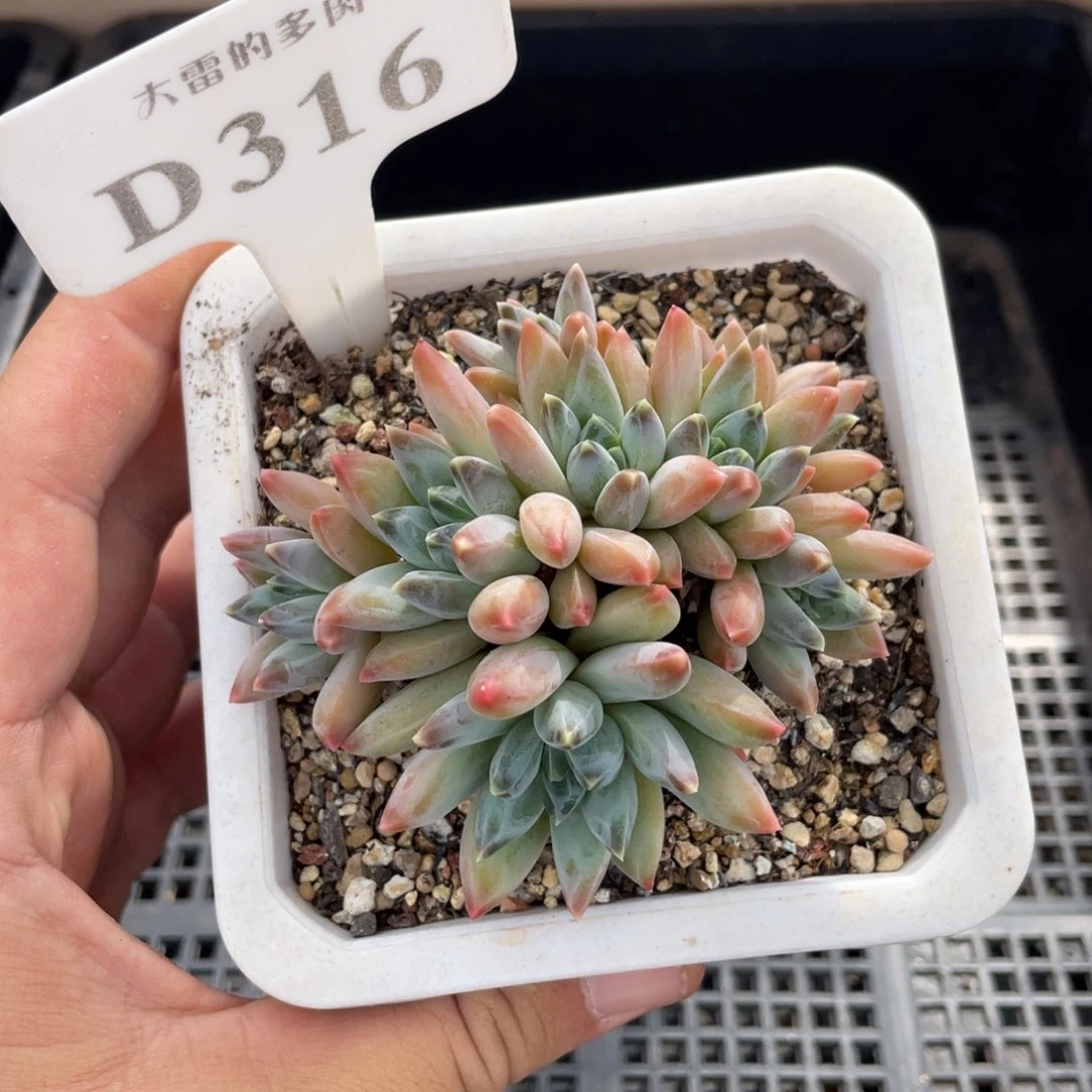 316暗纹不带盆8厘米