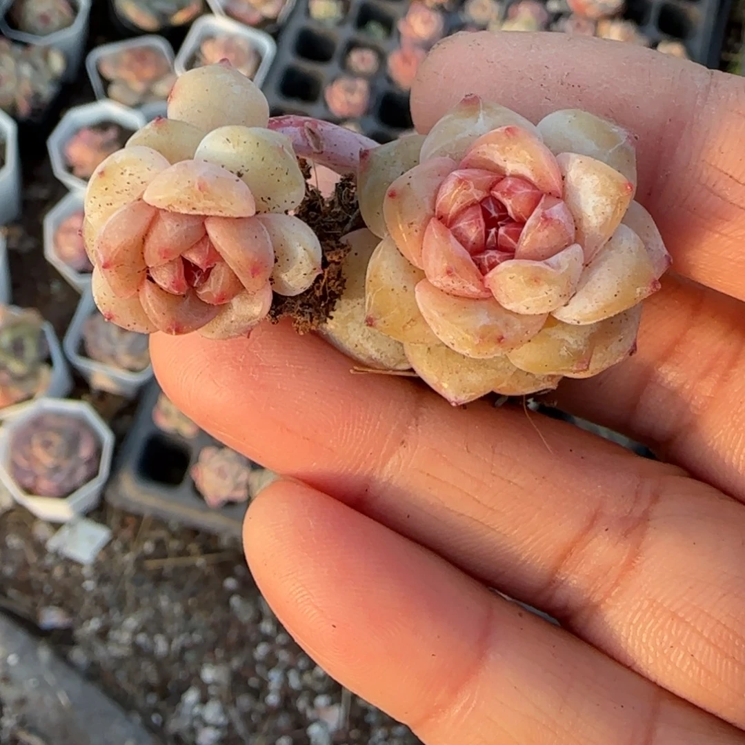 多肉小卡拉米糖心一物一拍