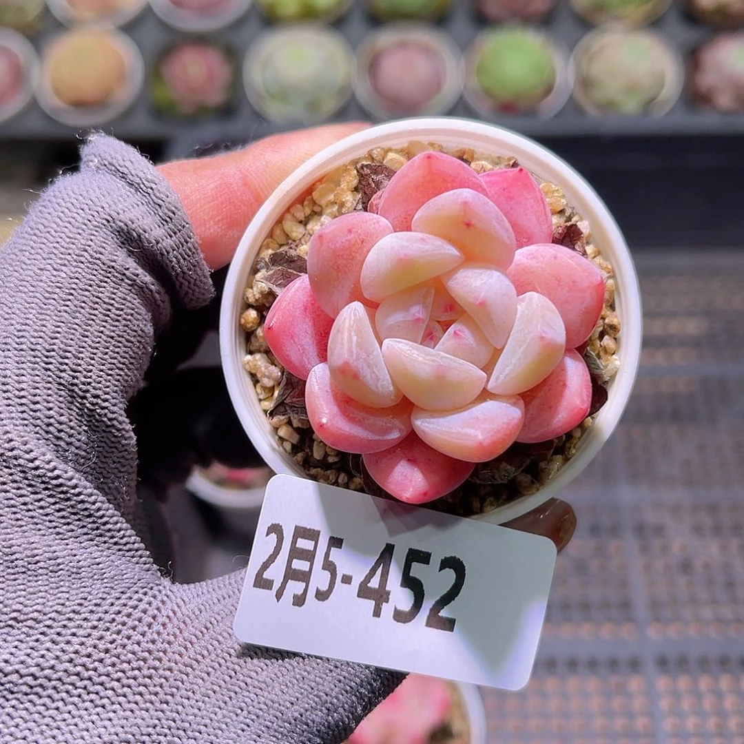 花05-452冰娃娃单头