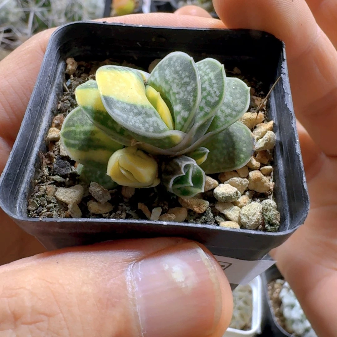 177子宝锦另选一个随机脱土发货