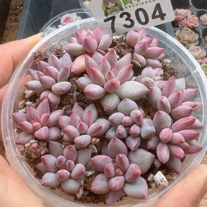 多肉植物多肉植物