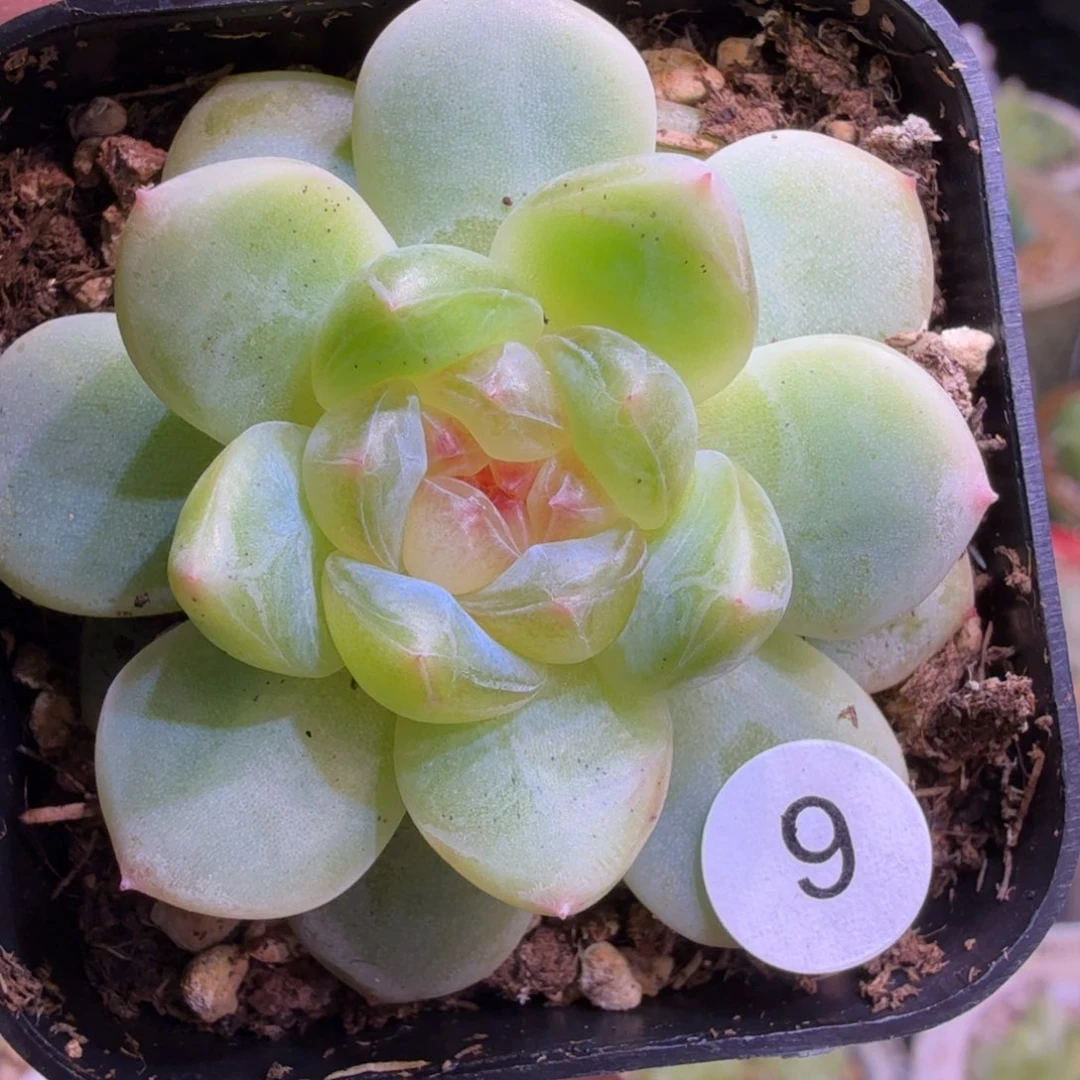 9号甜心大宁一物一拍