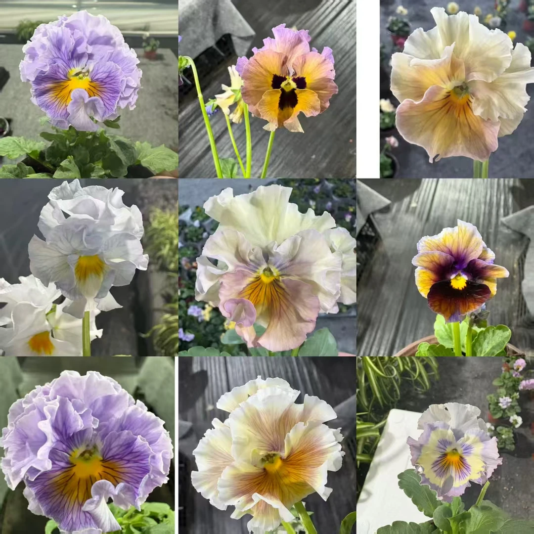 角堇福利套餐 一物一拍