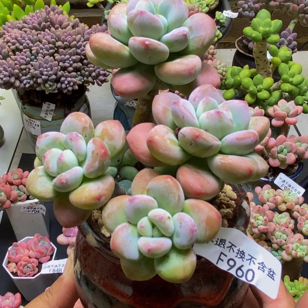 960樱花洛神8cm多肉