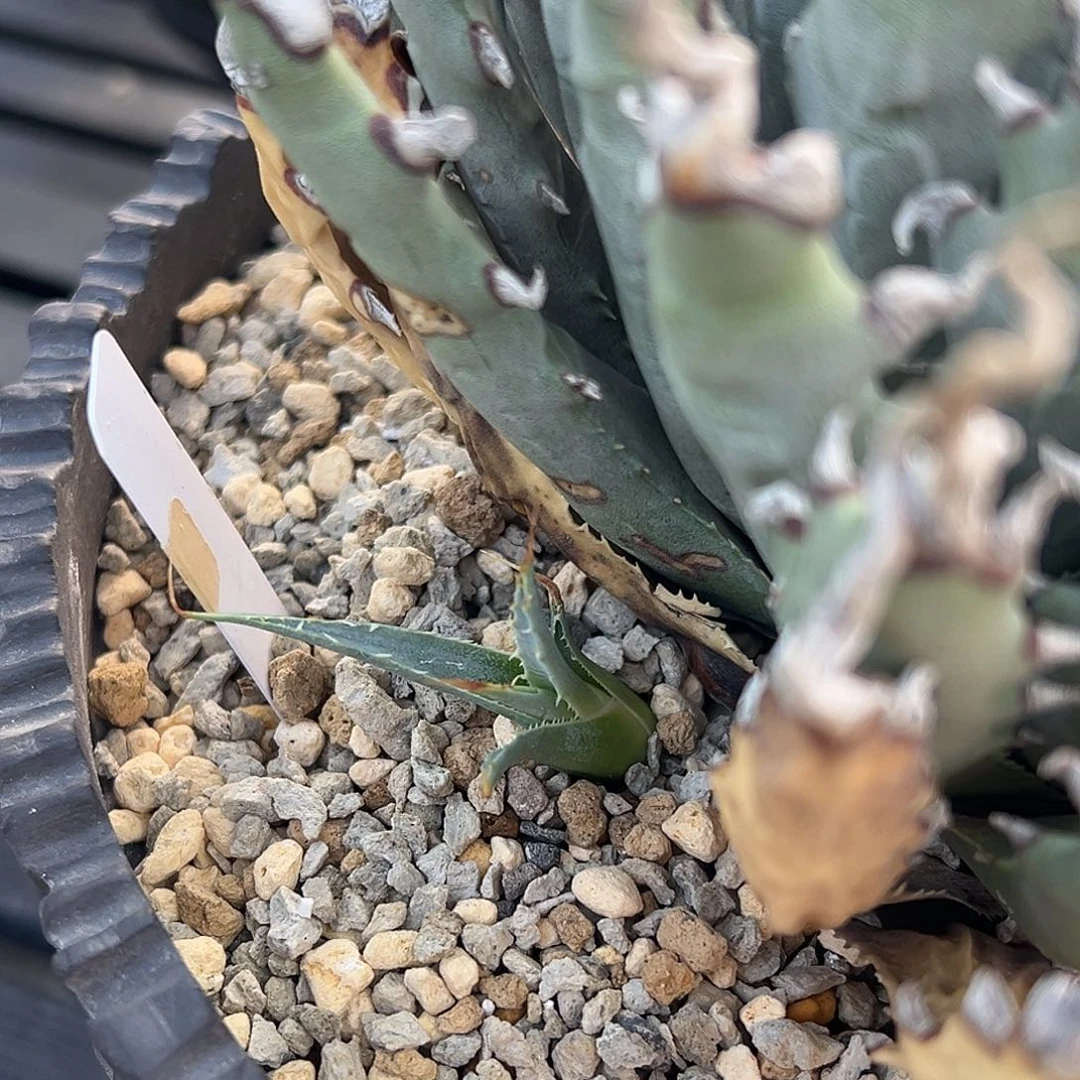 无花朵泡面侧芽500 脱土发