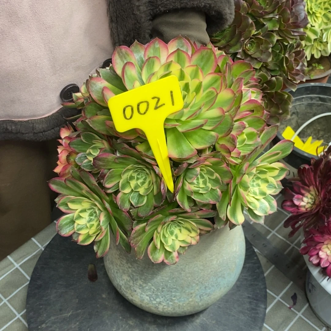 红陶酷*0021海王一物一拍