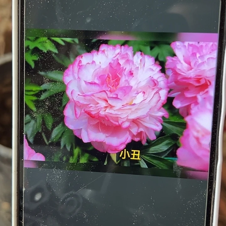 @***来完全开放小丑芍药5-8