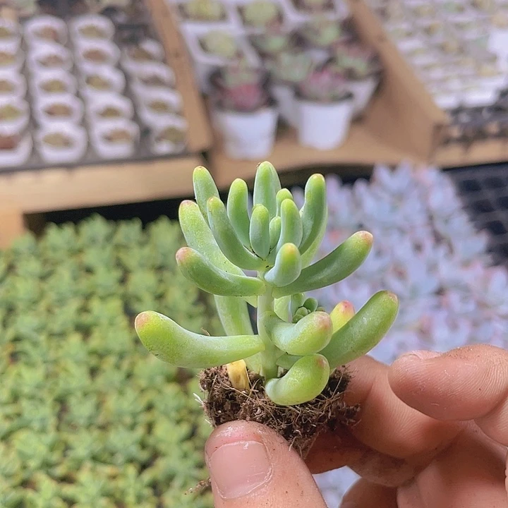 乙女心精品多肉量拍