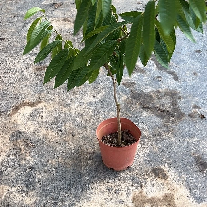 趙***康天使35790007435678999