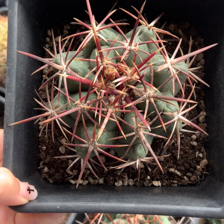 特价大红鹰仙人球