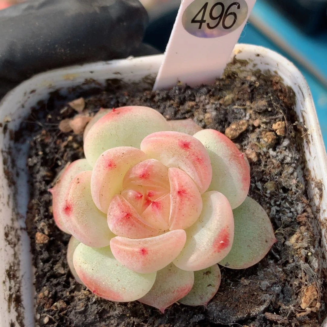 58包邮  群生不包整496