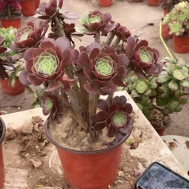 ᵂ***ღ116灰法师多肉植物