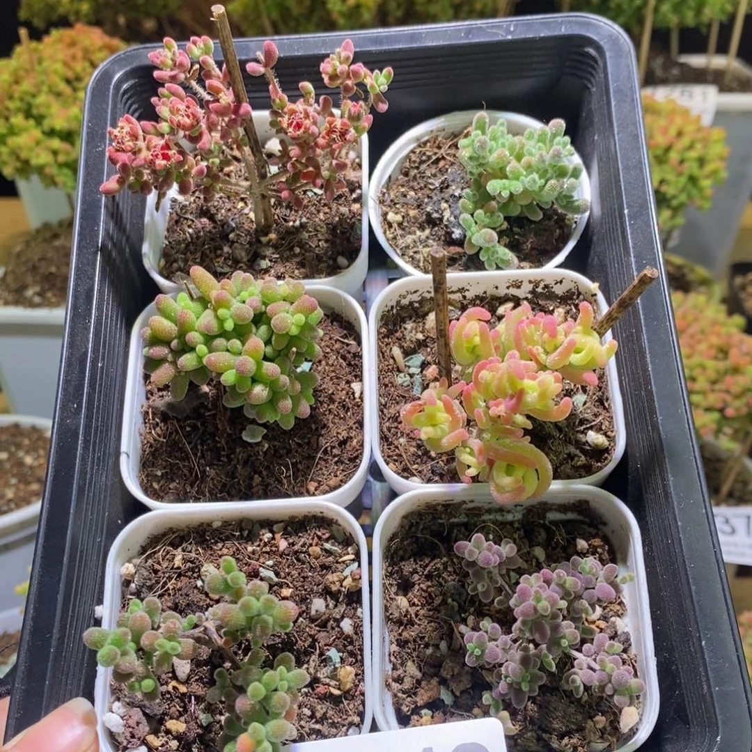 新手套餐枝干番杏J248