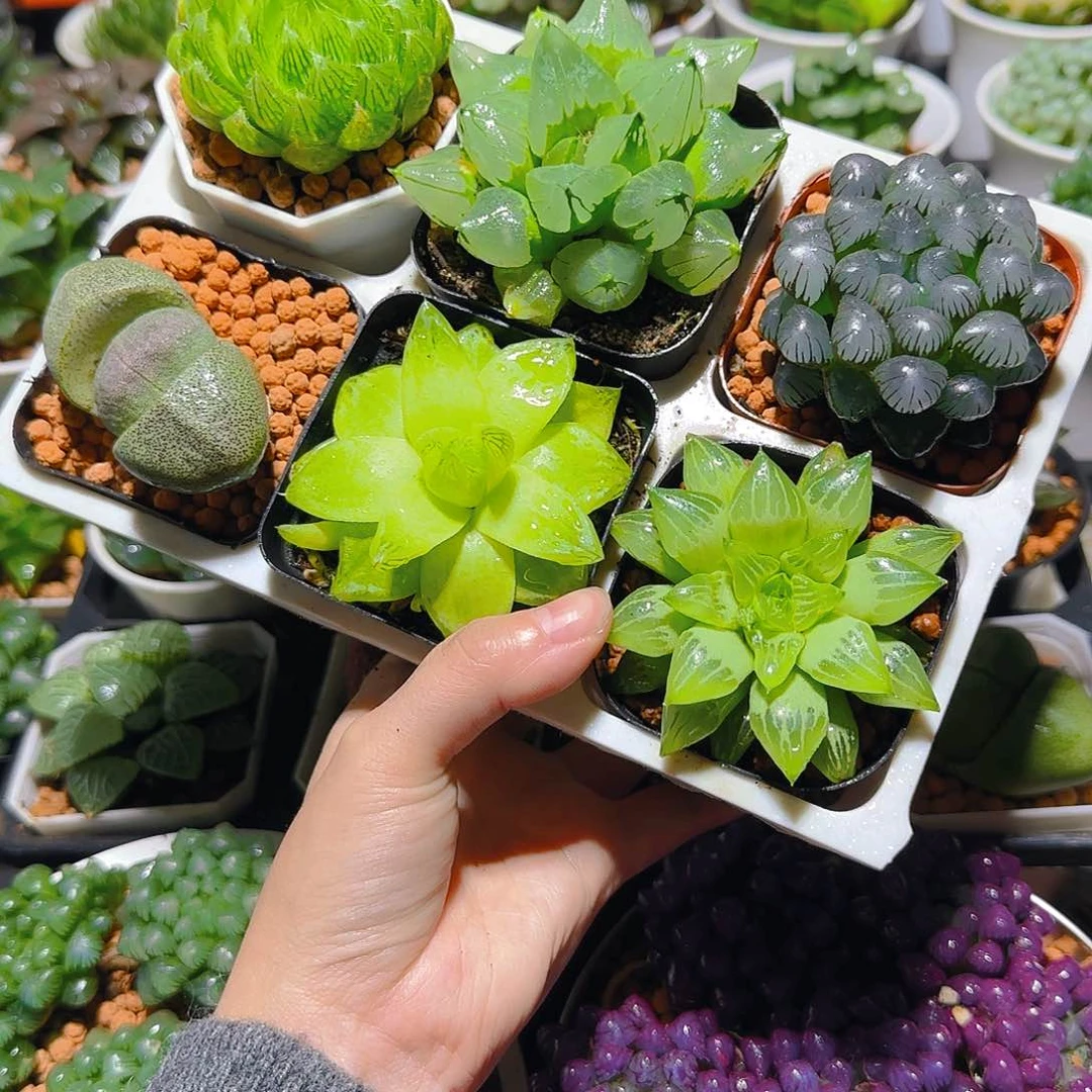 玉露六件套多肉，原盆