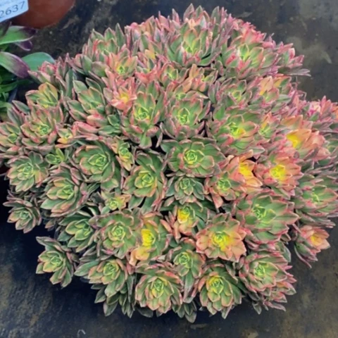 甜茶多肉植物2618