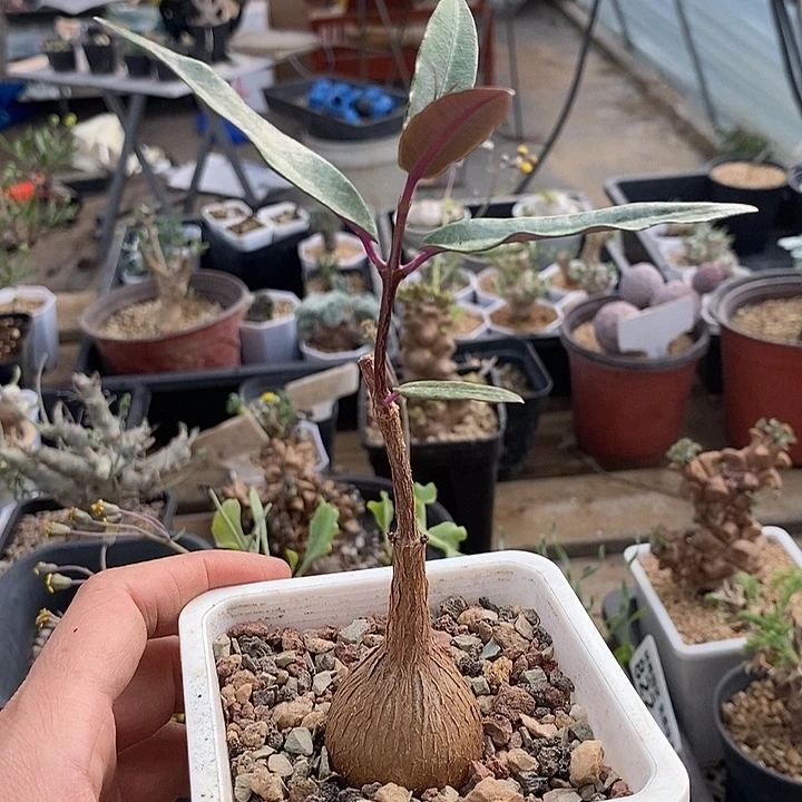 830紫背罗摩一一一一一一一带盆