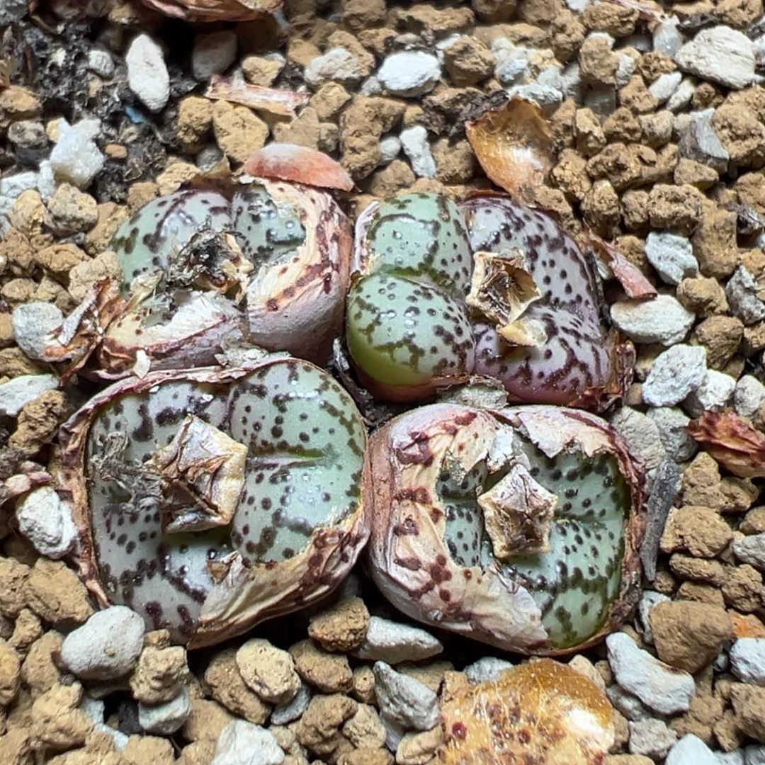 【闪购商品】 182。