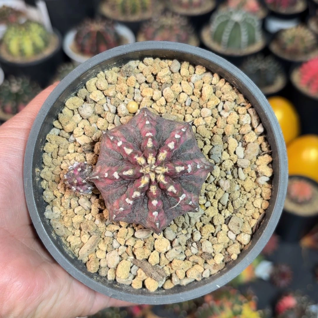 泰系实生米哈仙人球7号