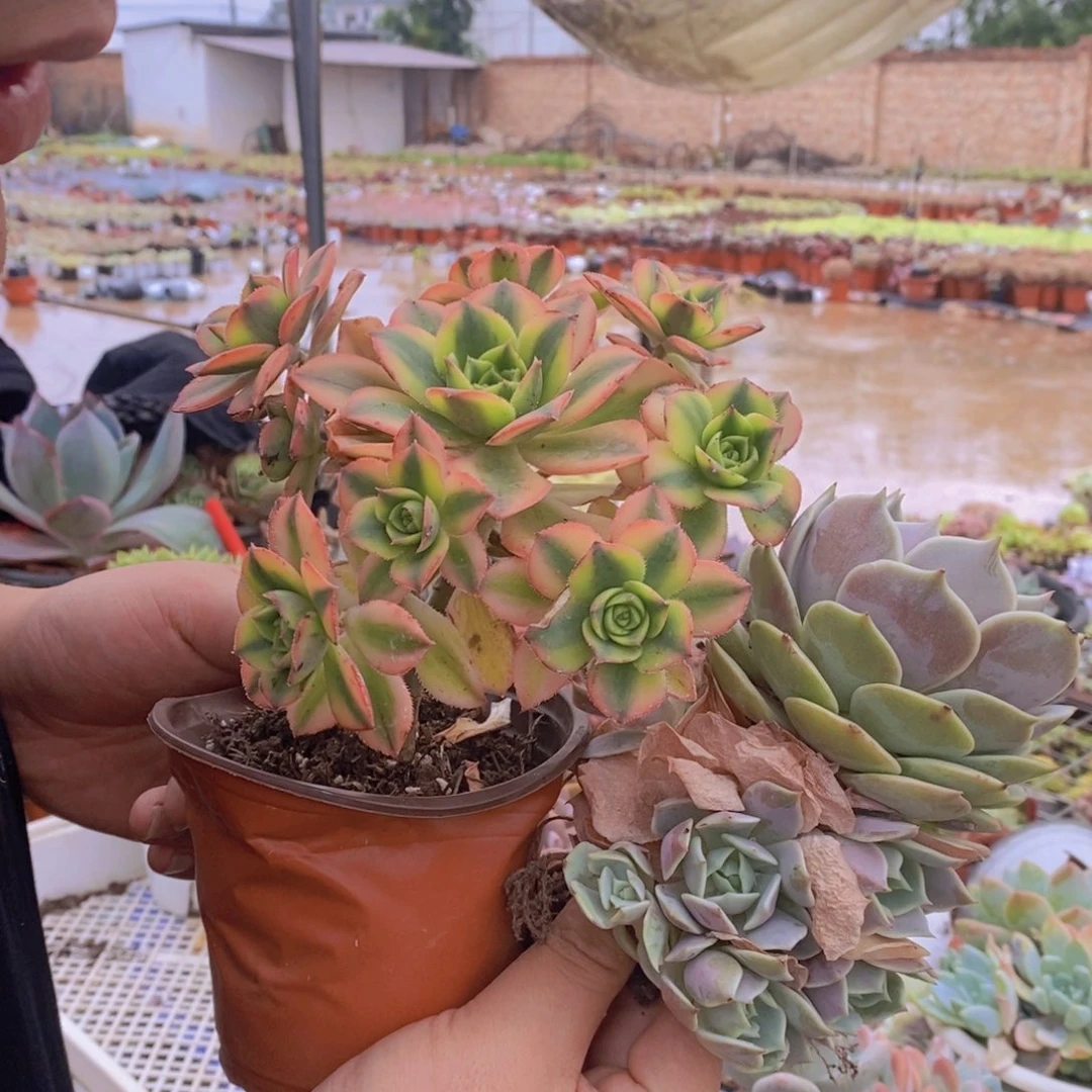 一盆露娜莲大单头带仔，一盆星爆