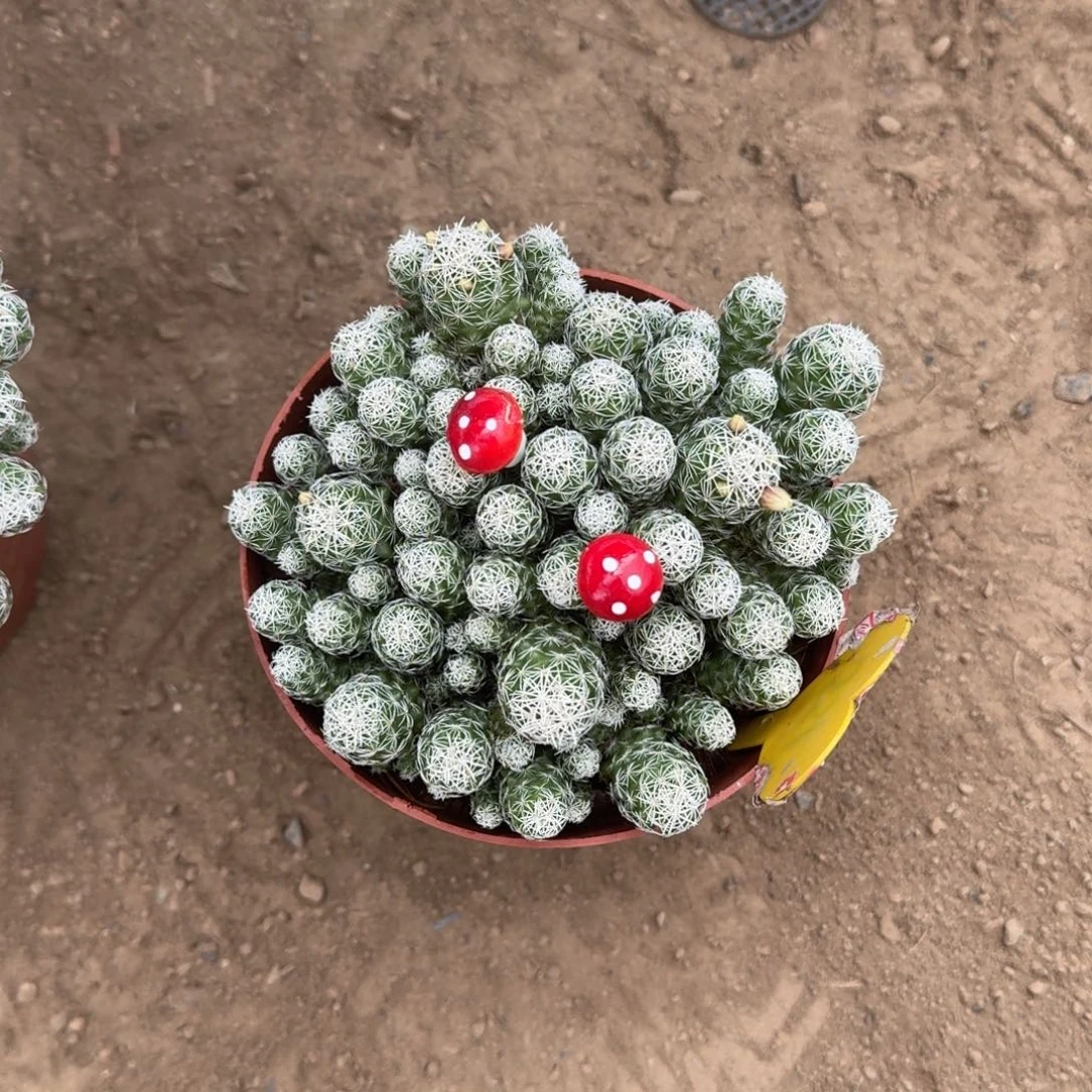 用***2可口可乐了可口可乐了