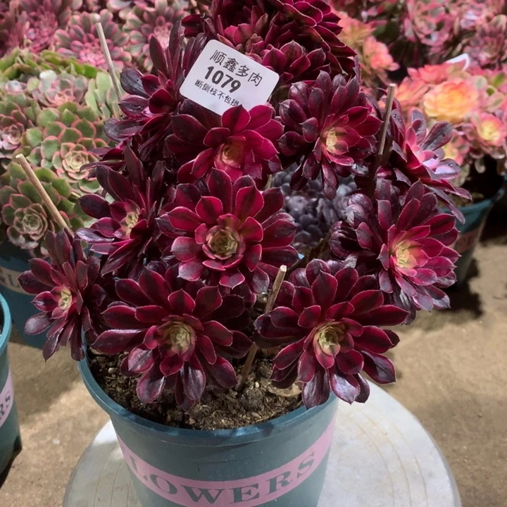 1079黑同多肉植物