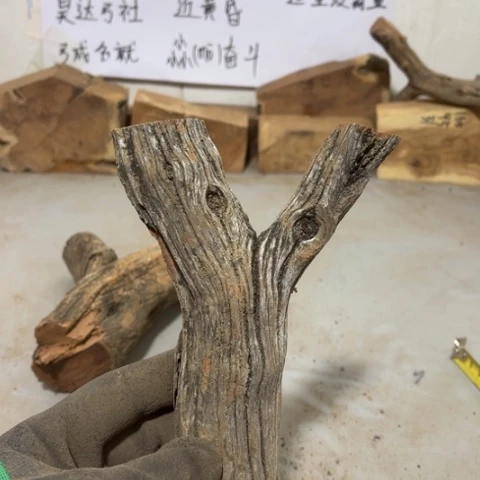 大果紫檀（缅甸花梨）近*昏