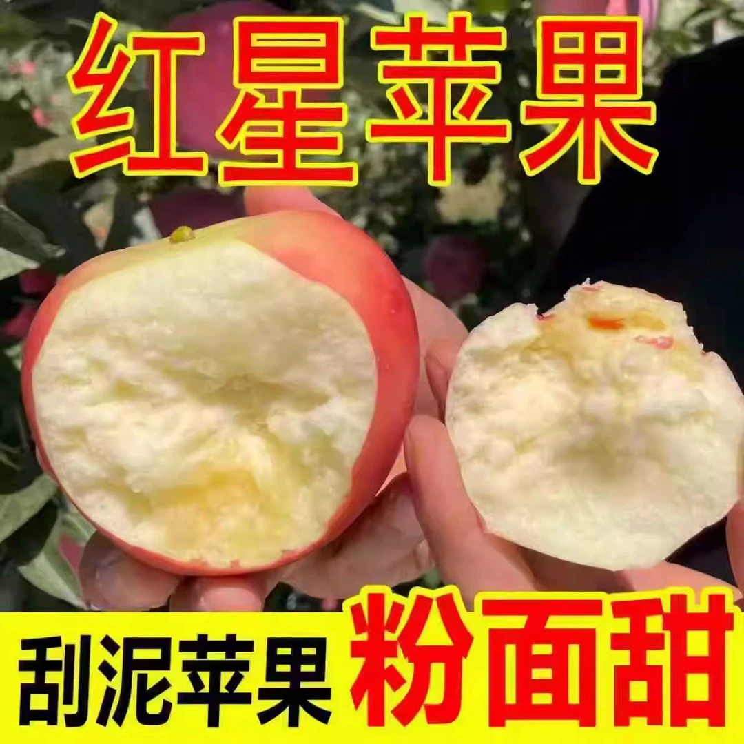 蓟州粉面沙甜苹果老红星苹果新鲜水果宝宝老人皆宜粉糯沙自然甜美天津市