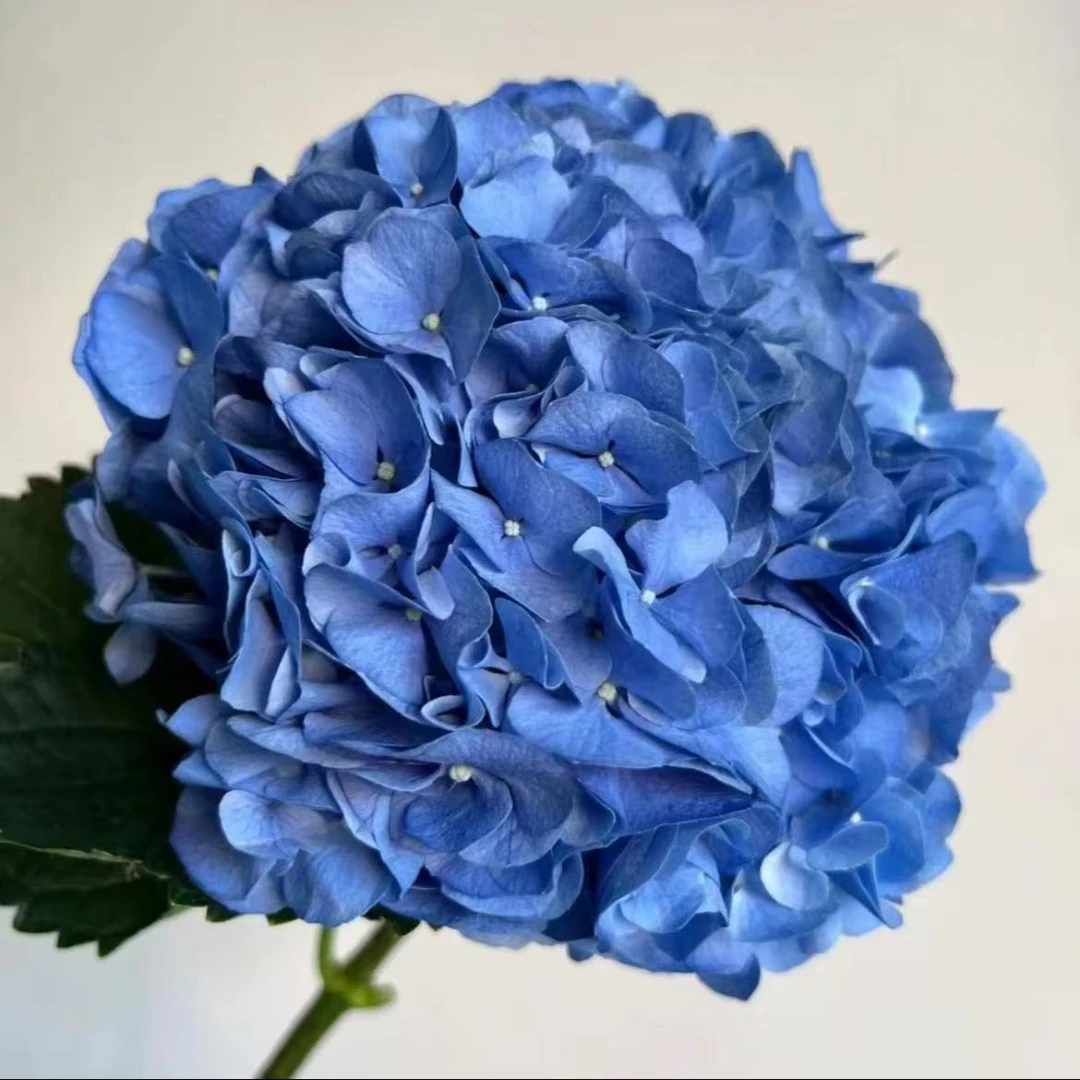 【蓝色妈妈】 大花蓝色绣球 2加仑盆  新手必养  盆栽地栽绣球
