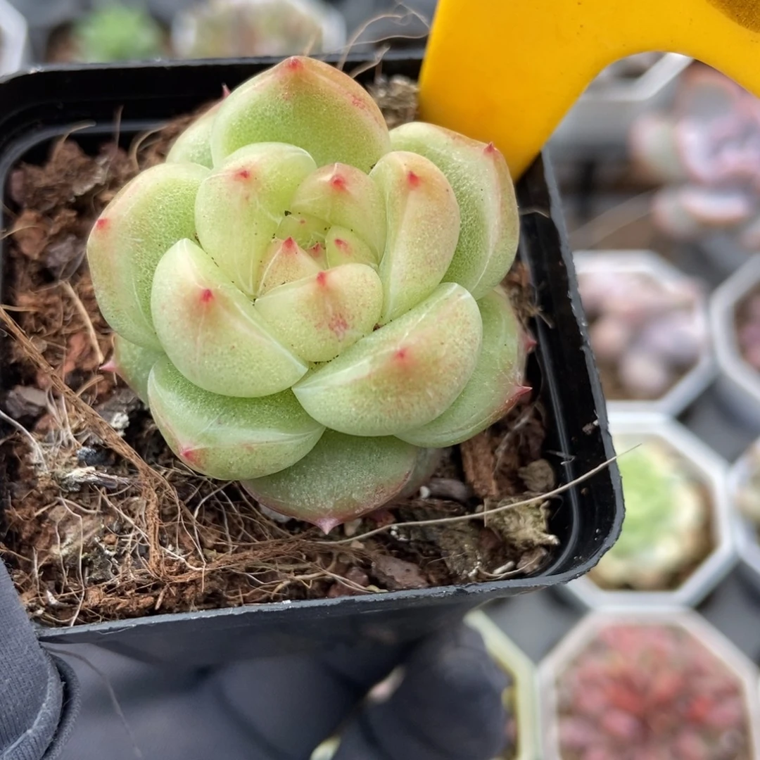 2108珍妮多肉植物多肉