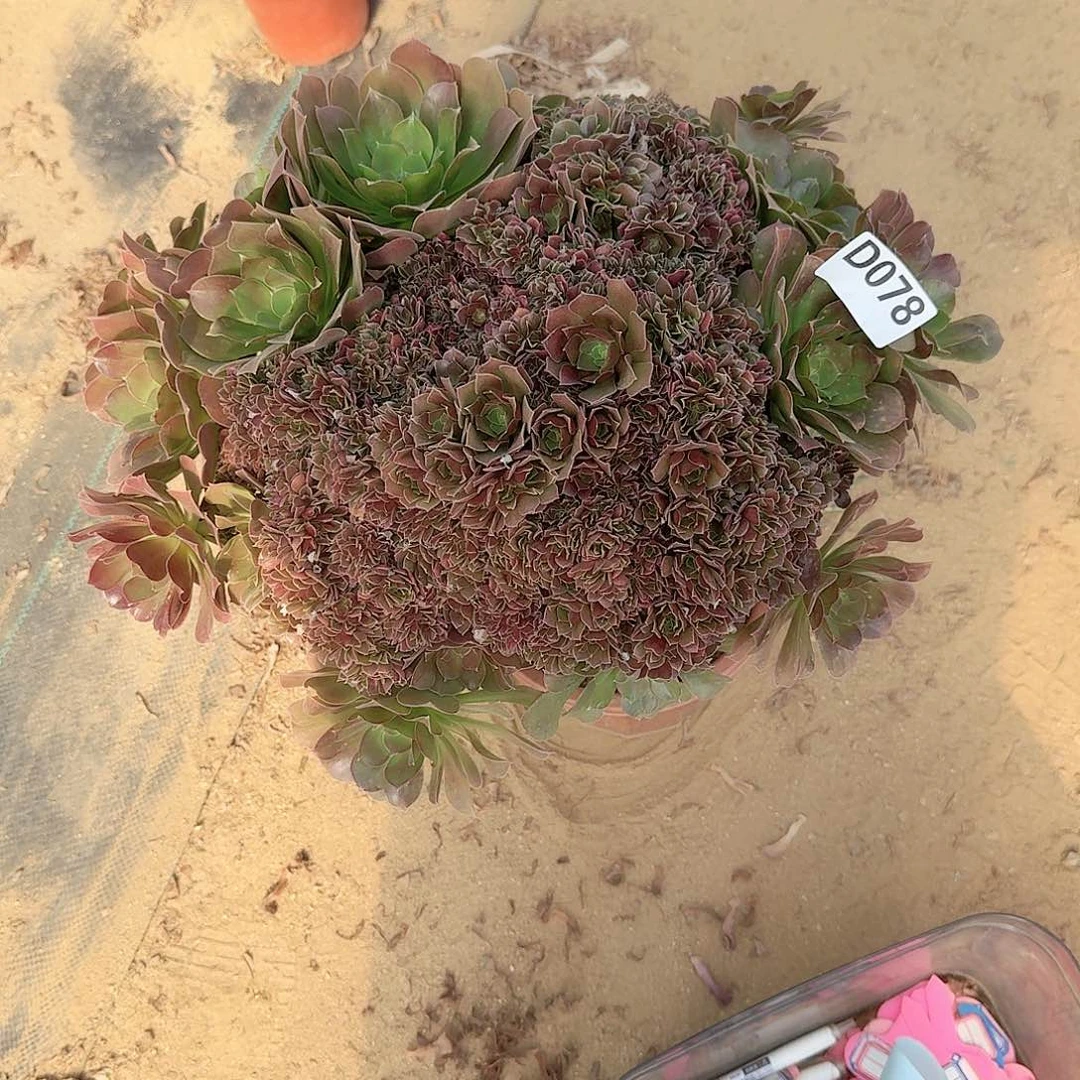 秀***！078火玫瑰一颗呀呀