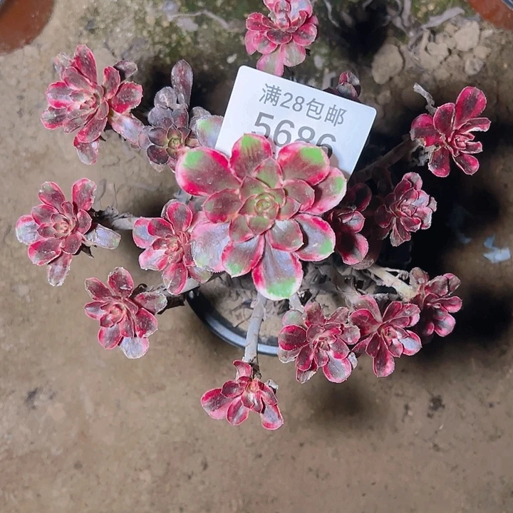 5686香奈尔多肉植物