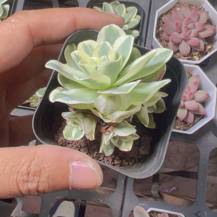 柠檬玫瑰锦精品多肉