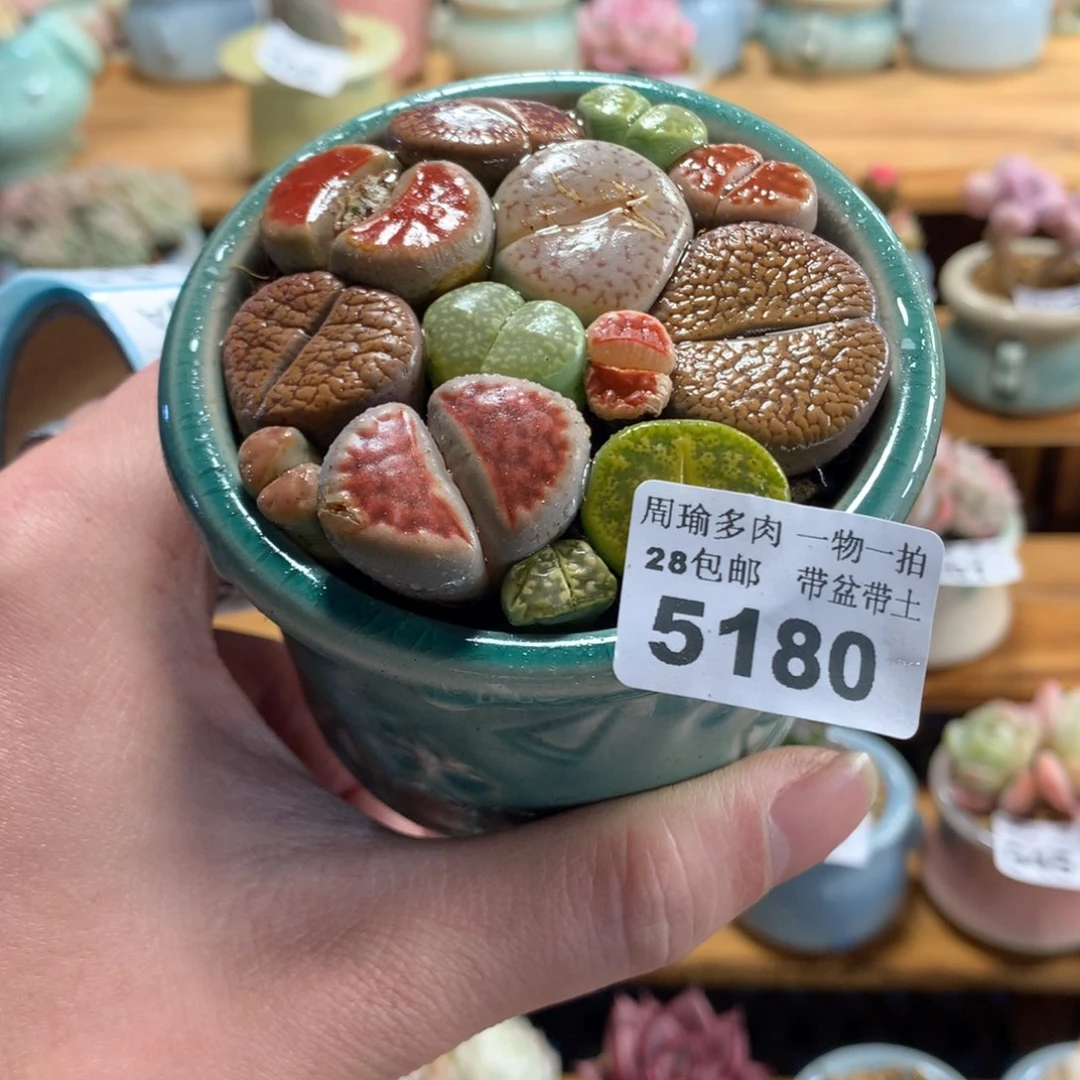 5厘米盆精控多肉5180