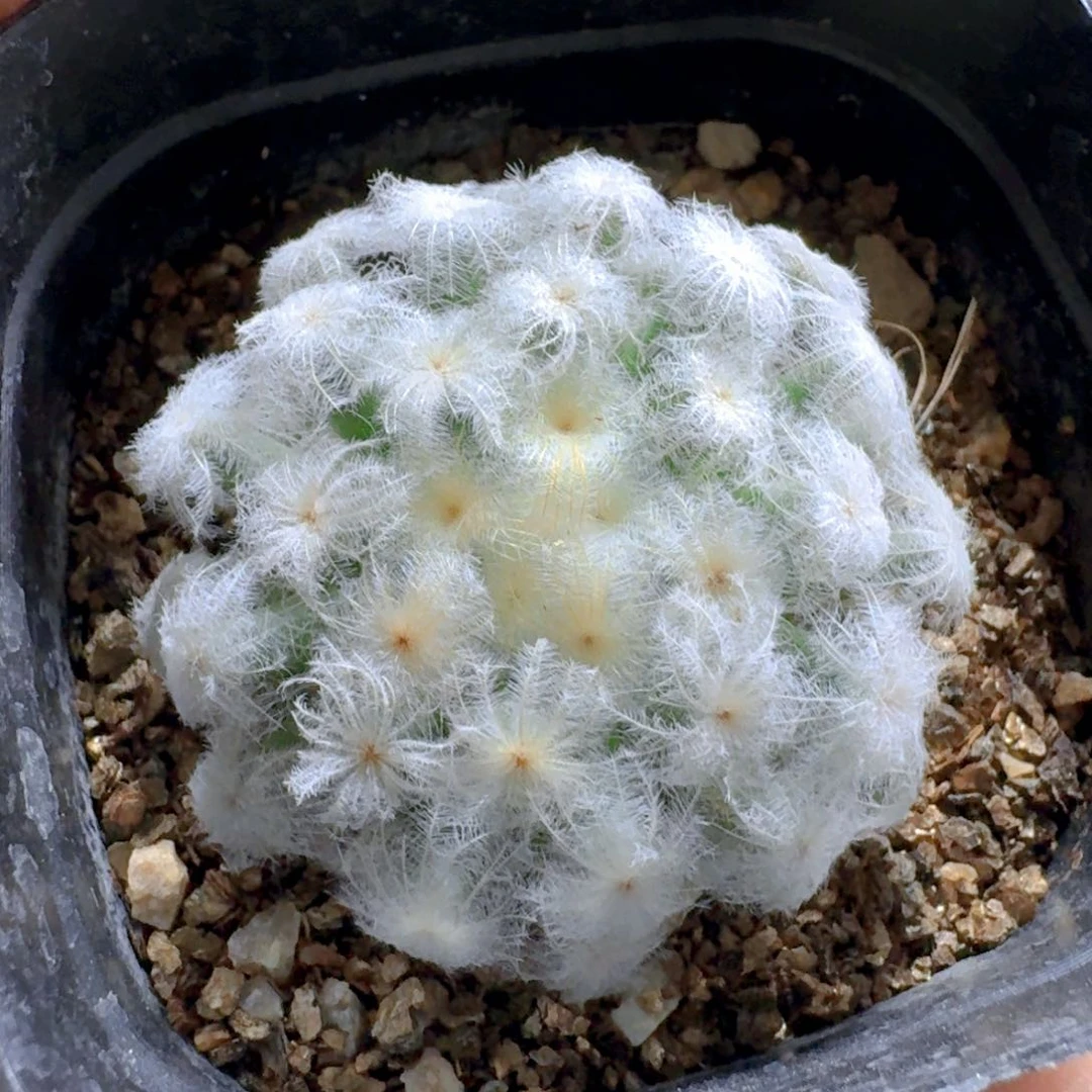640日系佛头白星脱土发货