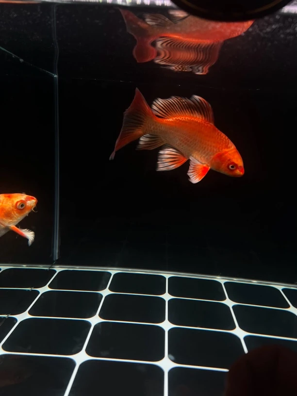 普身精品红蝴蝶鲤