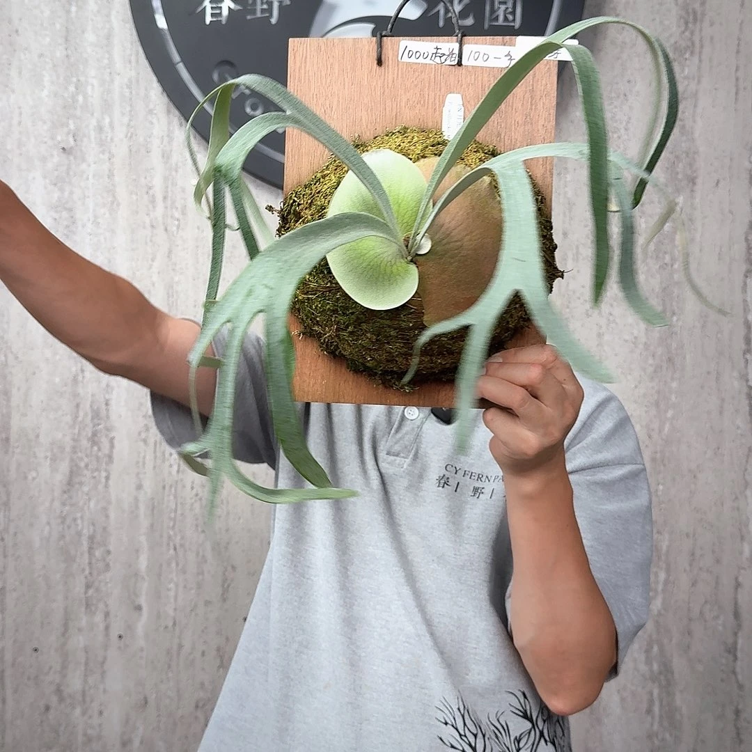 完全开放绿植绿植绿植绿植