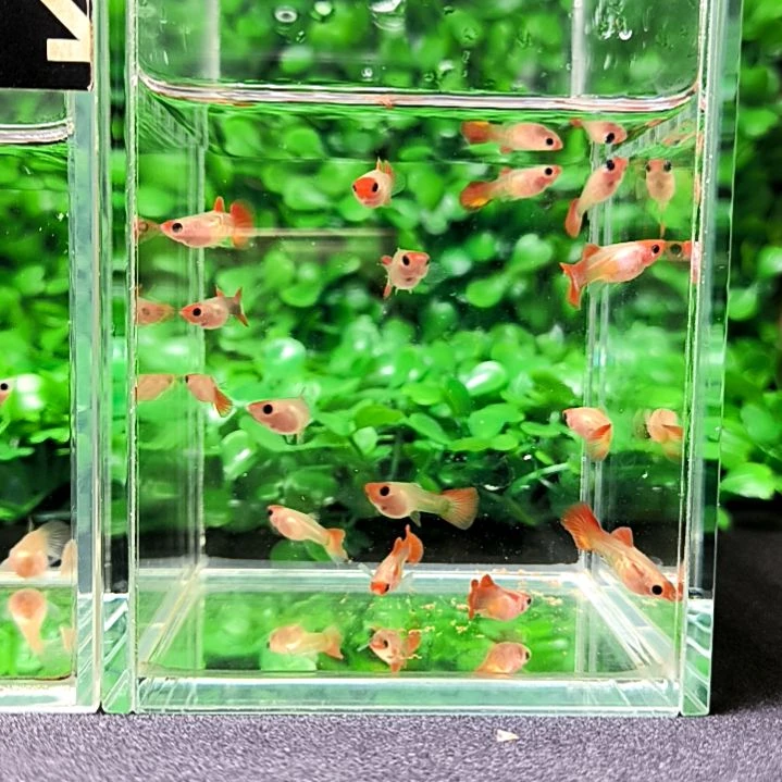 海水鱼精品孔雀鱼红头玻璃猫，两个月15条