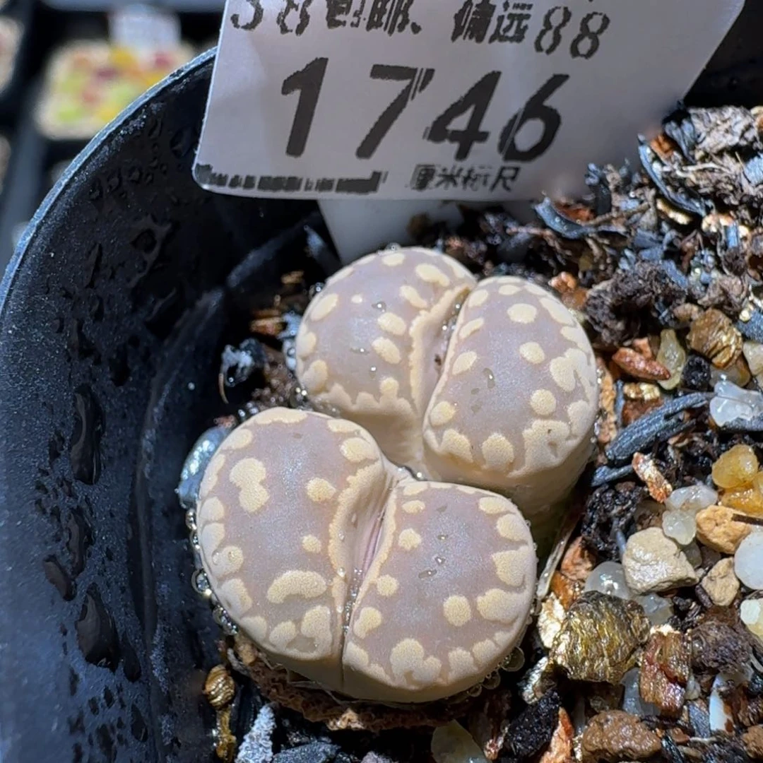 Sss生石花多肉1746