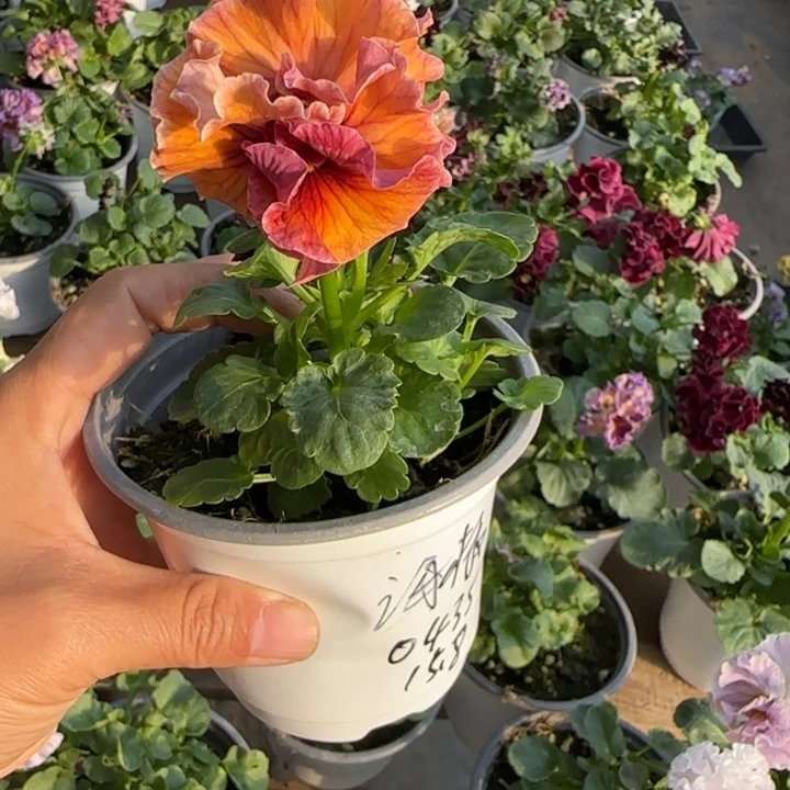 海***儿无花朵角堇小苗一物一拍