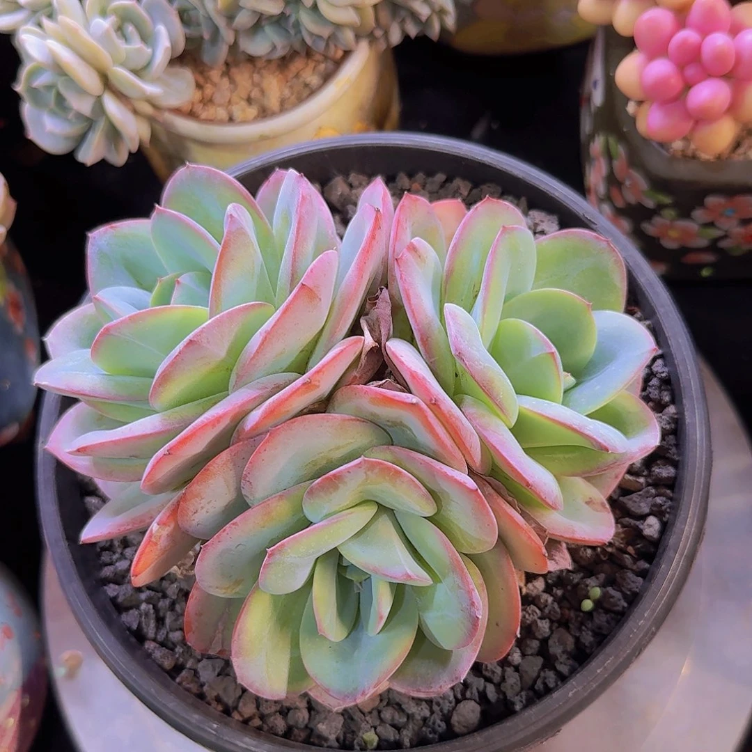 布鲁蓝多肉一物一拍