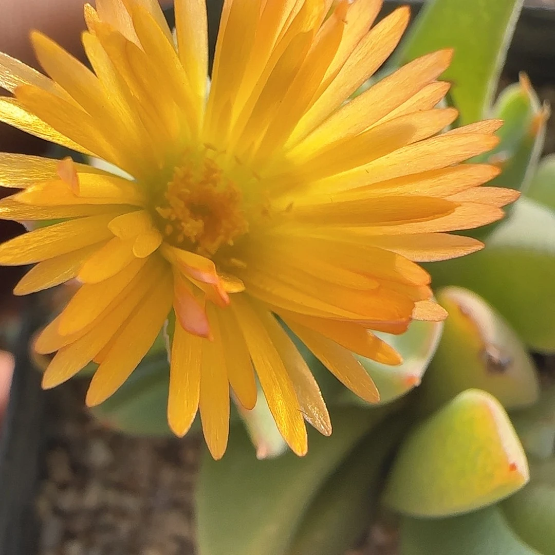 我***卡28包邮脱土发货26769