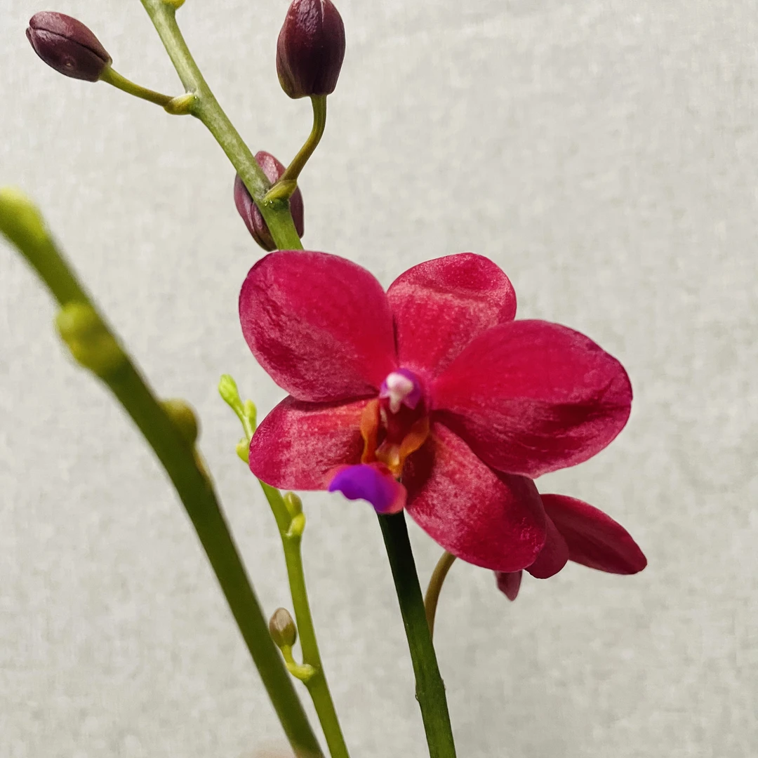 【梦幻女郎】蝴蝶兰室内鲜花绿植送礼亲戚礼物精品观赏种植