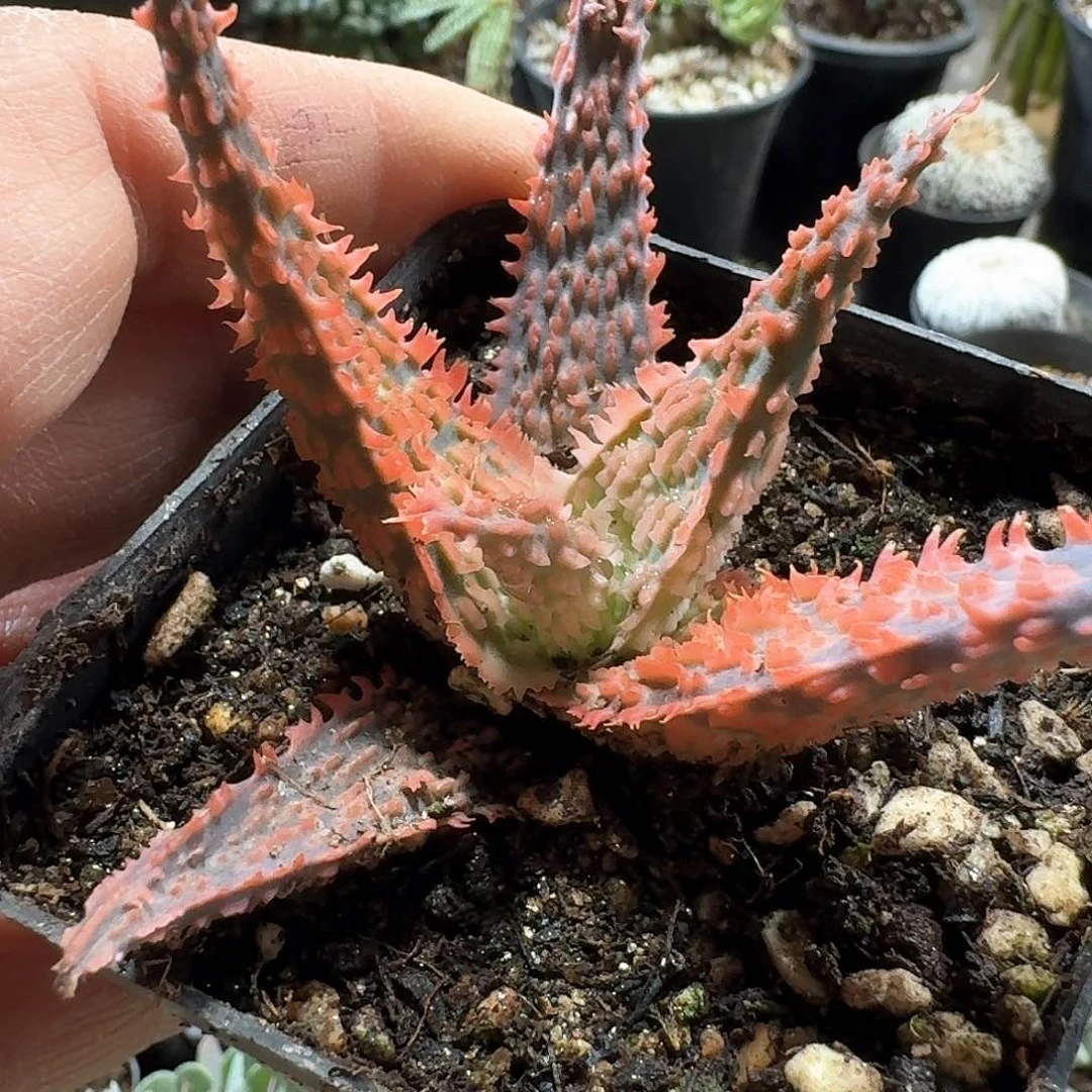 84红火焰芦荟脱土发货