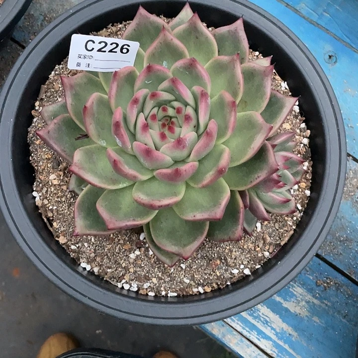 若如东云单拍C226