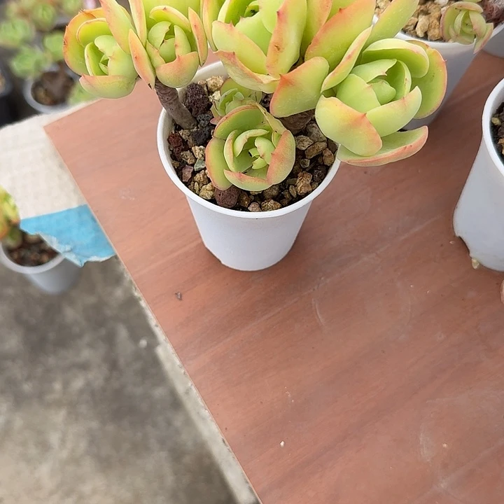 刘***二鸡蛋碧桃多肉植物